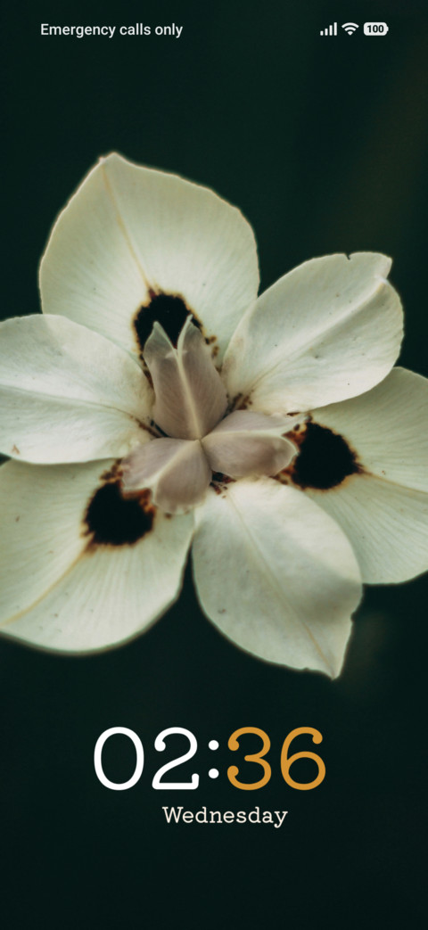 Silver Blossom preview