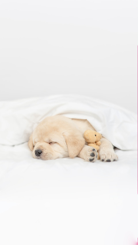 A Puppy Sleeps under White Warm Blanket preview