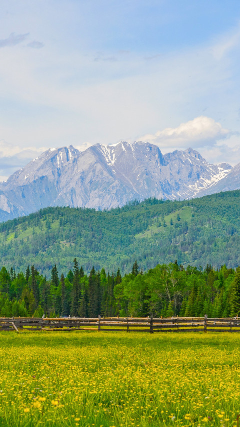 Meadow with yellow flowers and fence on the background preview
