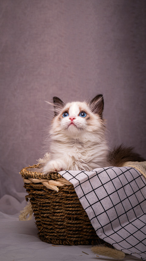 Top ten smartest cats preview