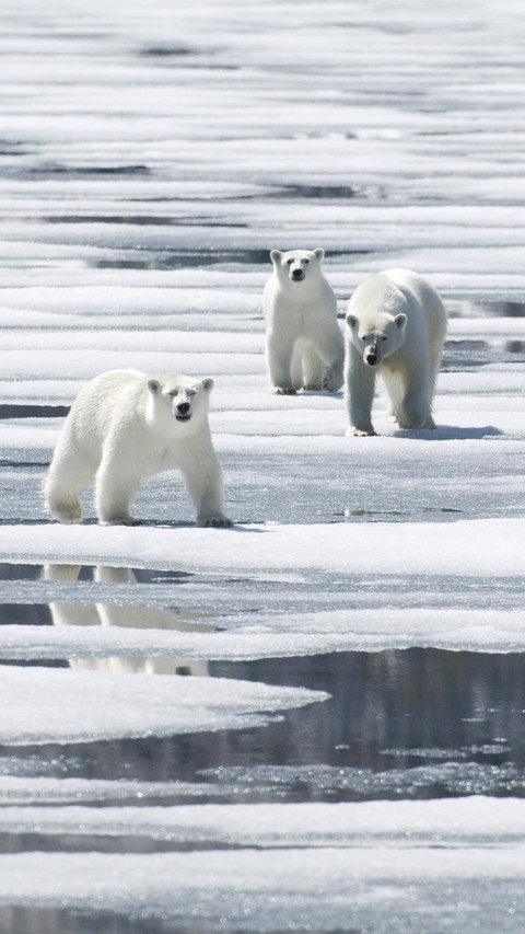 Polar bears ursus maritimus cross ice floes in a fjord preview