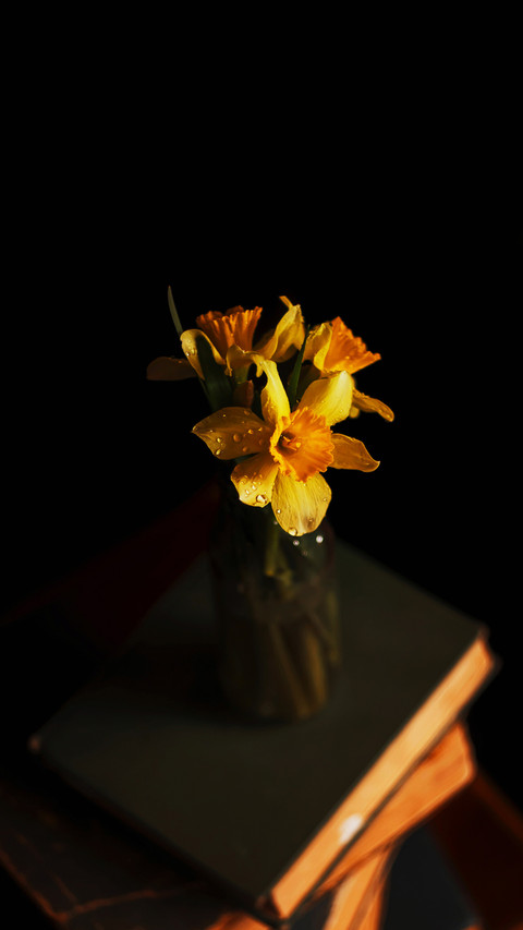 Daffodil on a stack of old books dark background preview