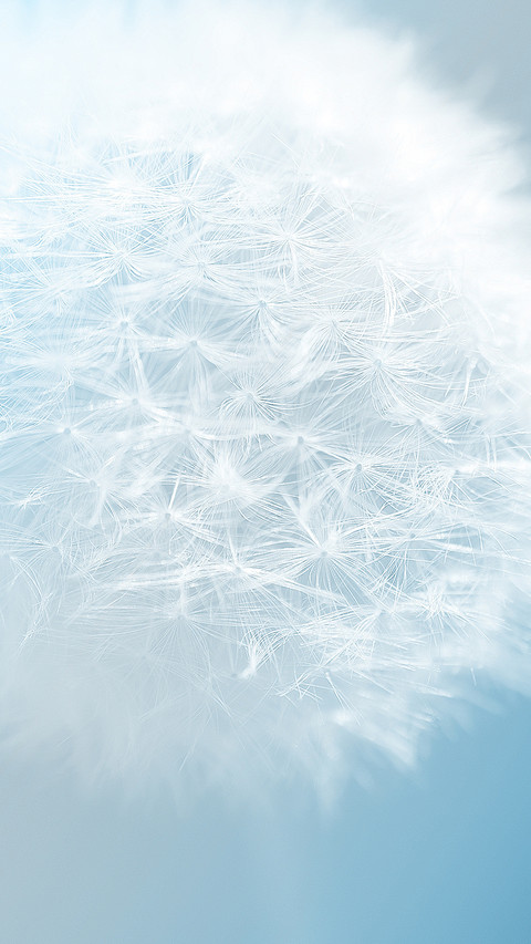 Dandelion (6) preview