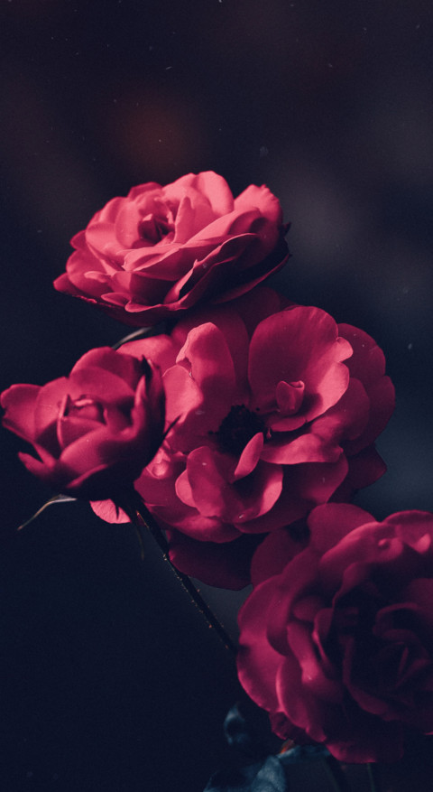 Floral B1 (29) preview