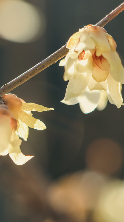In the warm spring sun winter plum blossoms bloom preview