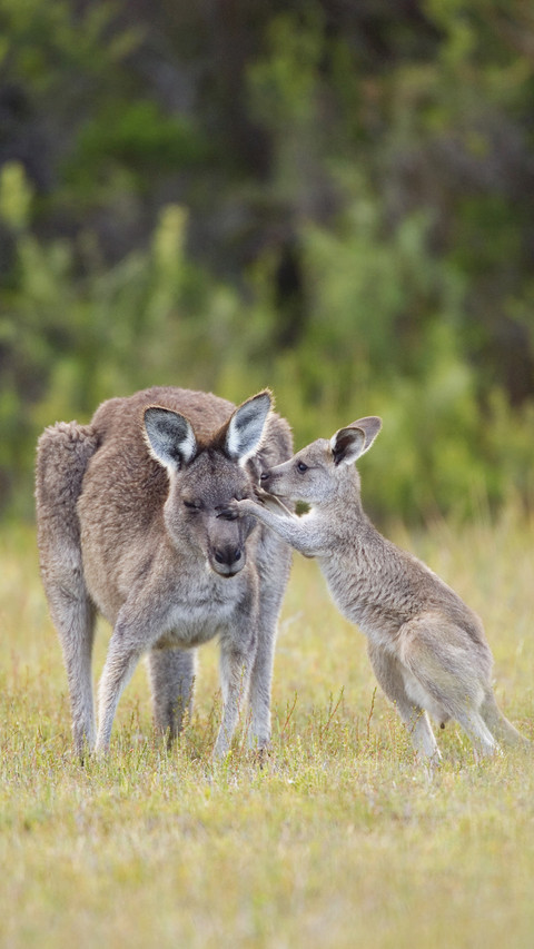 Eastern grey kangaroo macropus giganteus with young preview