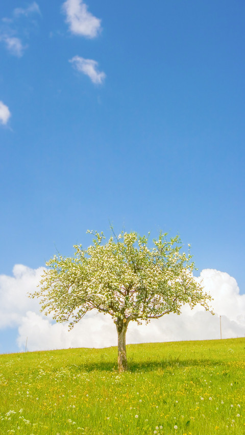 Green grass and tree preview