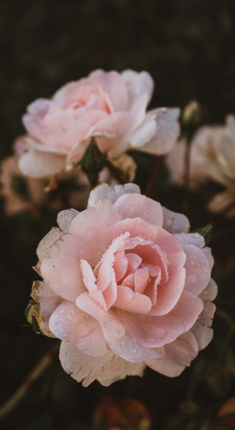Floral B1 (5) preview