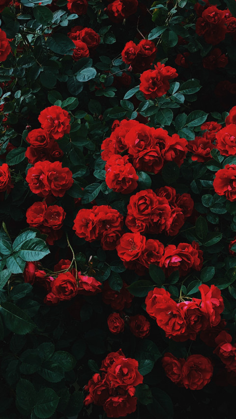 Roses and Lilacs (8) preview