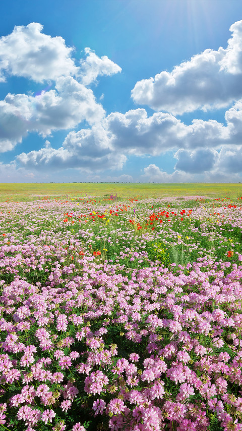 Magnificent flower fields preview