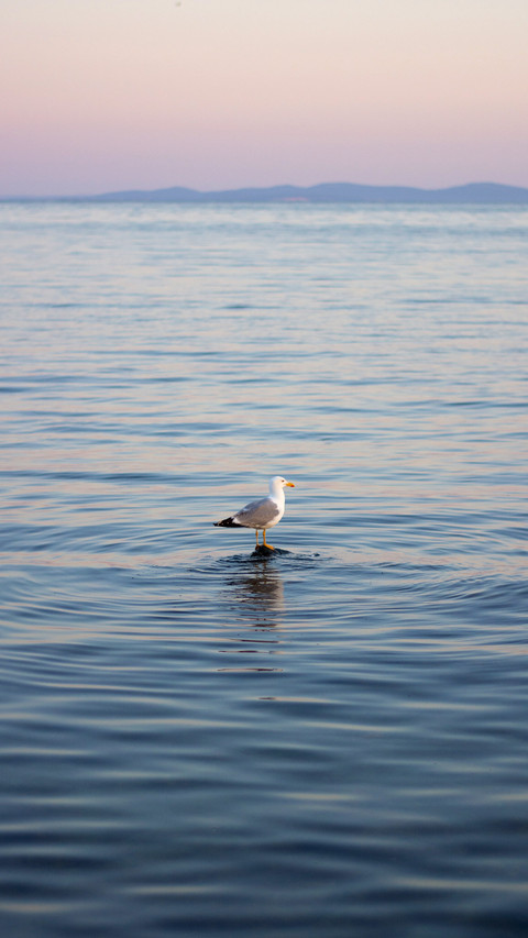 Seagull sits on an invisible stone in the sea preview