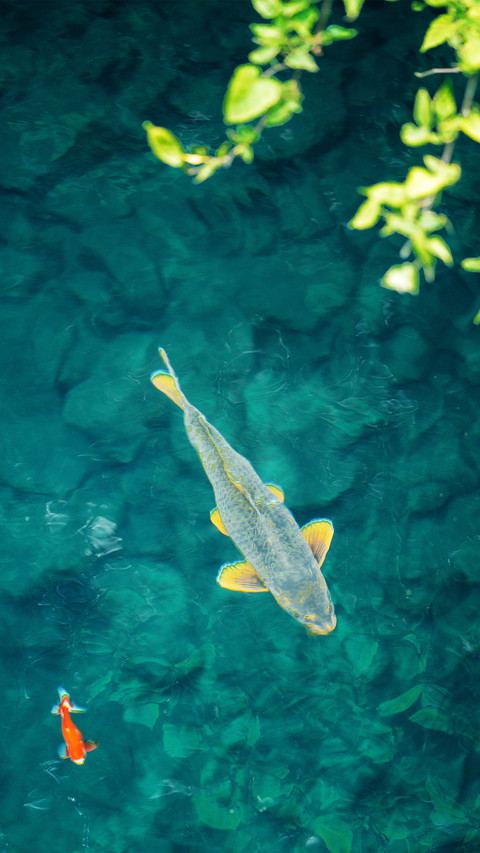 Clear fish preview