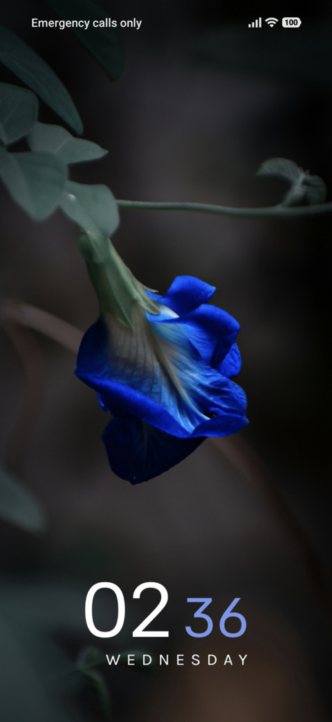 Sapphire Bloom preview