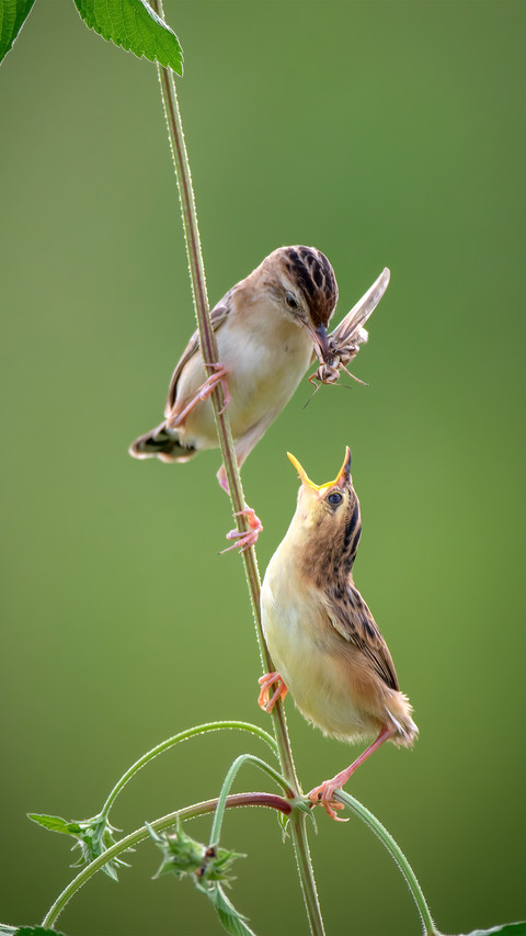 The brown fantailed warbler asks for food preview