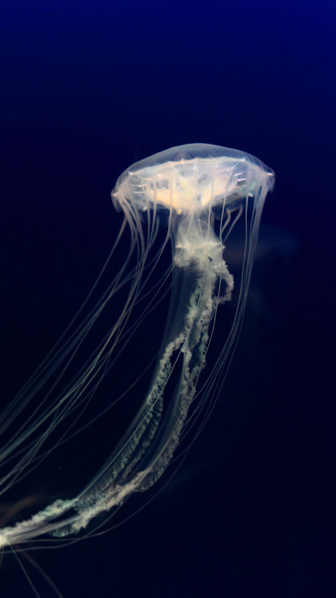 Benthic animals-01 preview