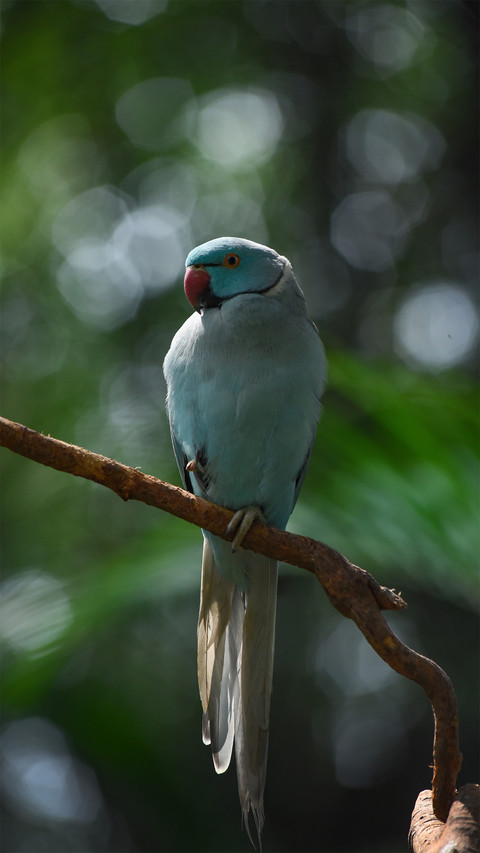 A Bird Standing on A Branch preview