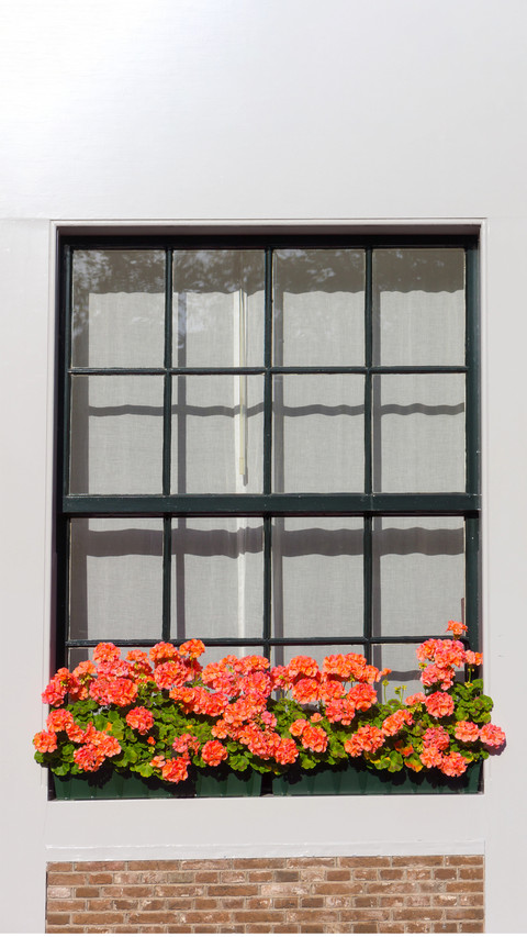 The flowers on the windowsill preview