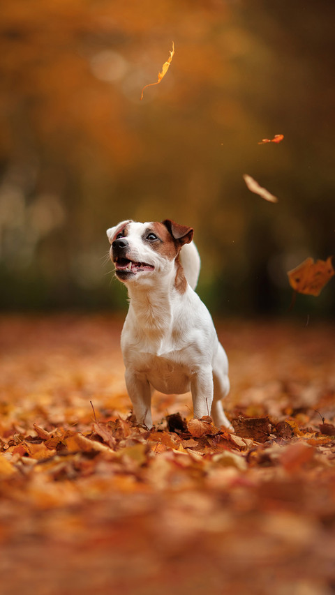 Jack Russell Terrier dog with leaves preview