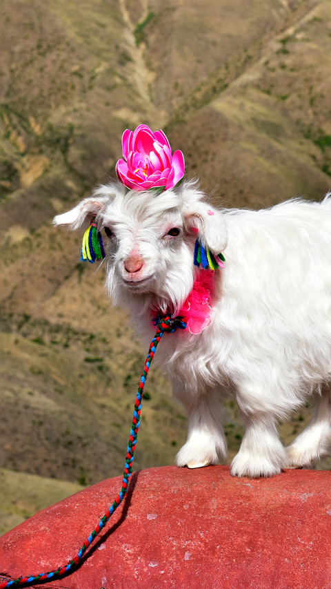The little goats in xizang preview