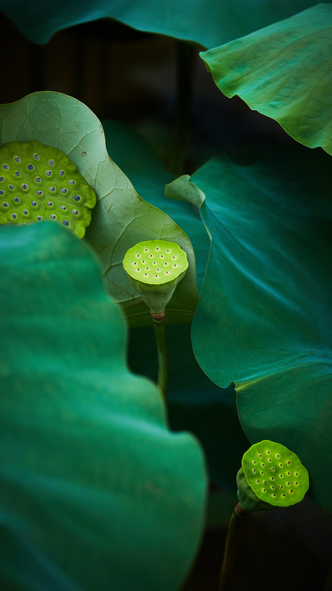 Among the lotus leaves preview