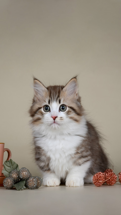 Funny Cute Munchkin Kitten Short Legs preview