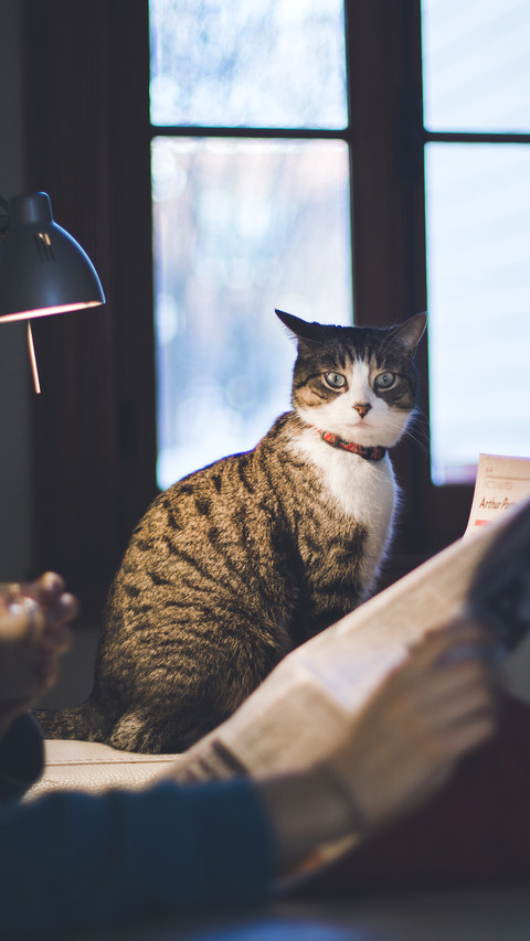 Is the cat really cold 9 preview