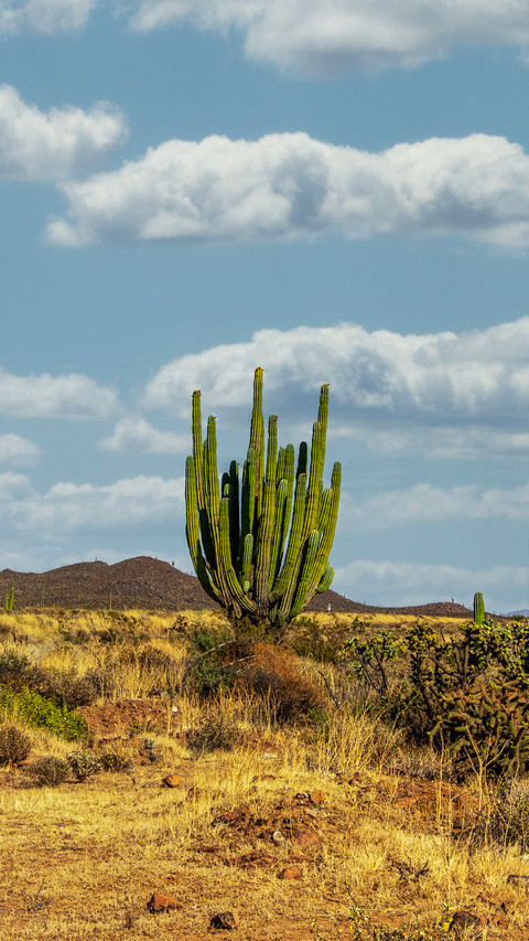 Desolate deserts and cacti preview