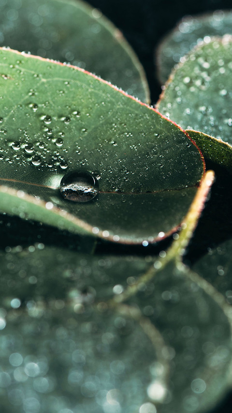 Natural Still Life-PAIXIN preview