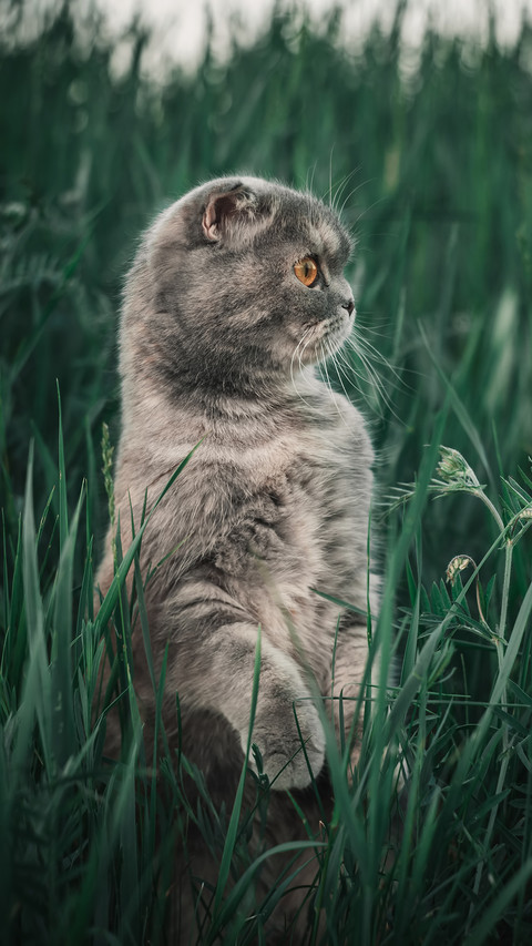温顺友善的猫咪 preview