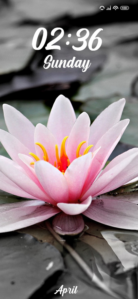 Lily preview