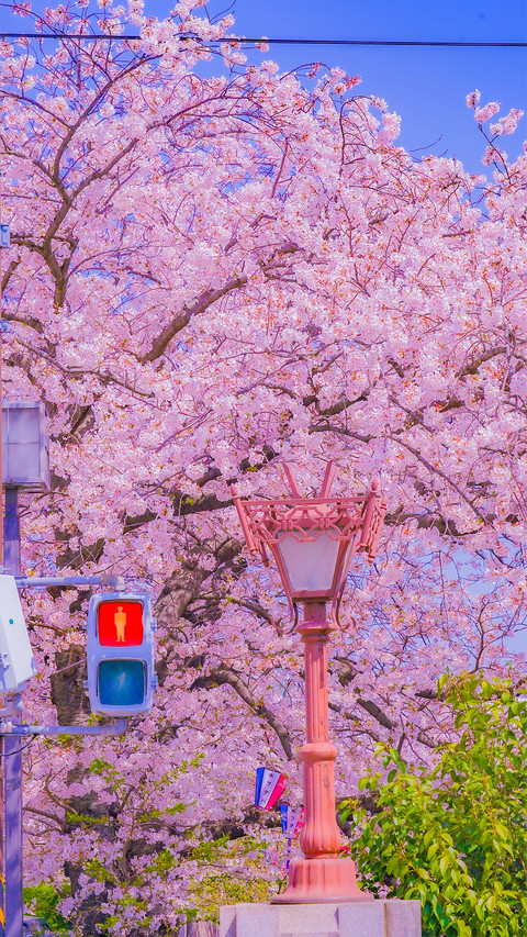 Cherry Blossom Season preview