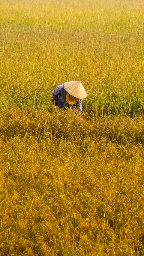 Working in the fields preview