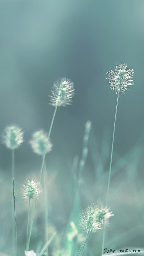 LovePik-plant (7) preview