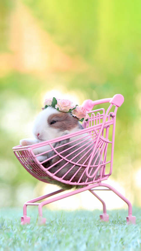 A Cute Pet Sitting in Charming Pink Shopping Kid Cart preview