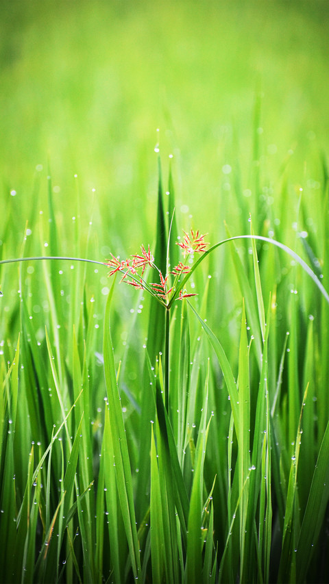 The damp grassland in the field preview