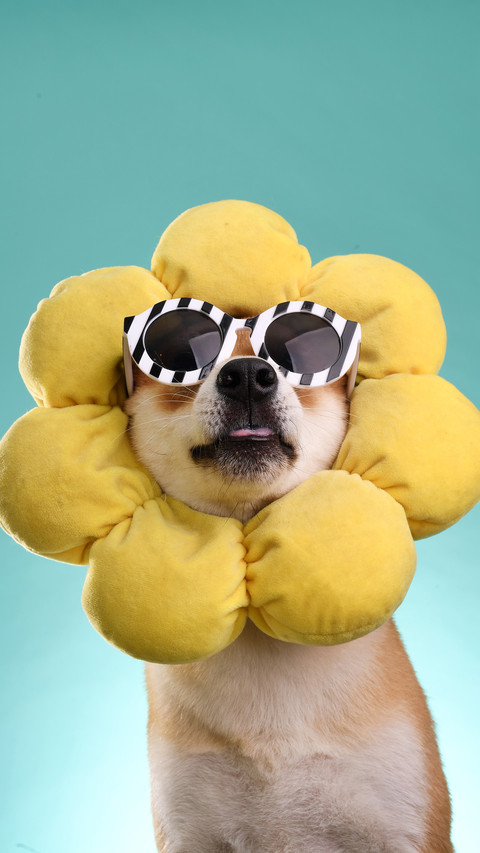 Shiba inu wearing sunglasses preview