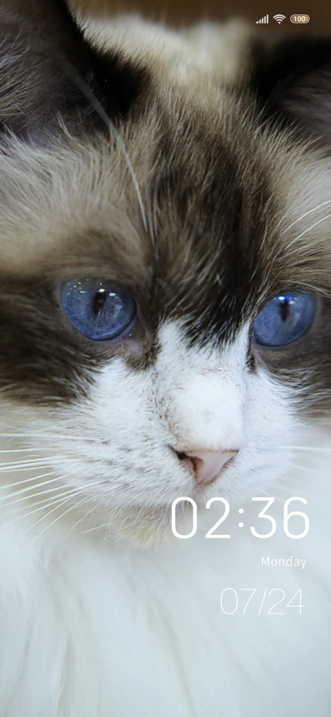Fur cat preview