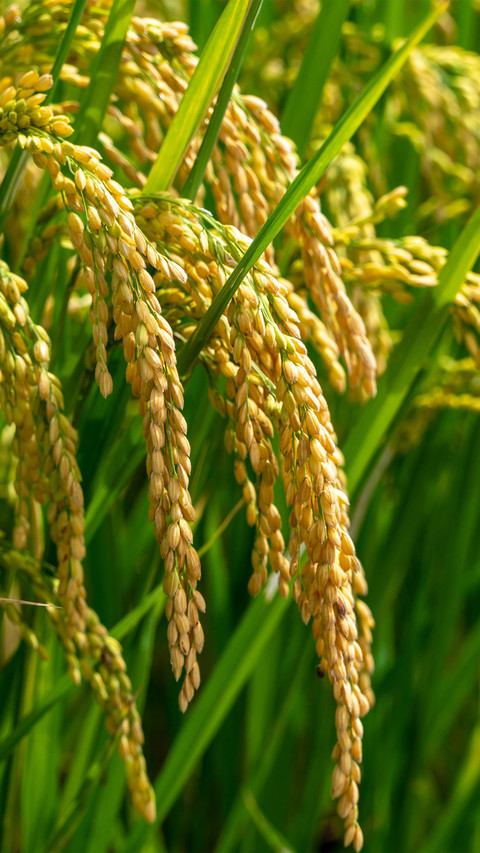 Mature ears of rice preview