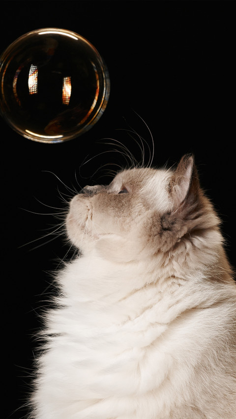 The cat looked up at the bubble preview