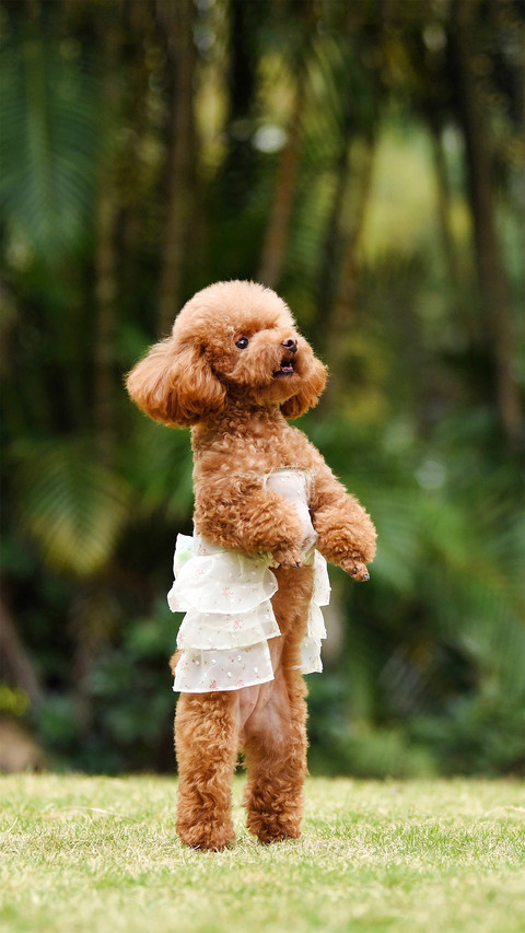 The dog by touching someone real psychology preview