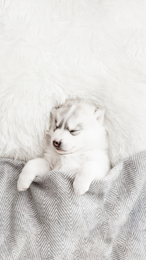 Cute Siberian Husky Puppy Sleep Under a Grey Blanket preview