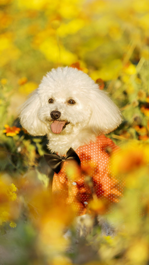 Dog3 preview