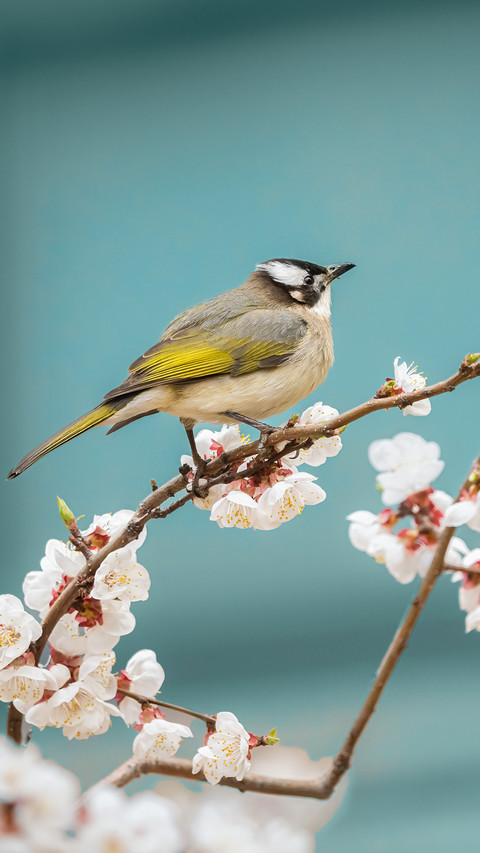 Cherry blossoms and birds preview