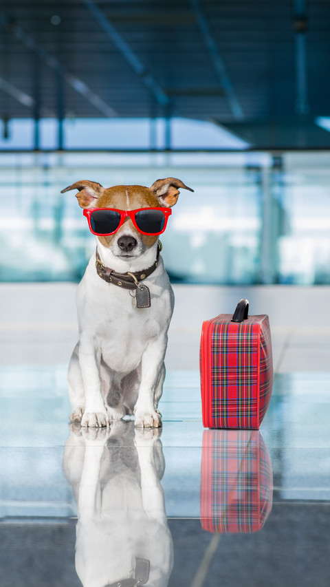 How to bring pets in self driving tour 3 preview