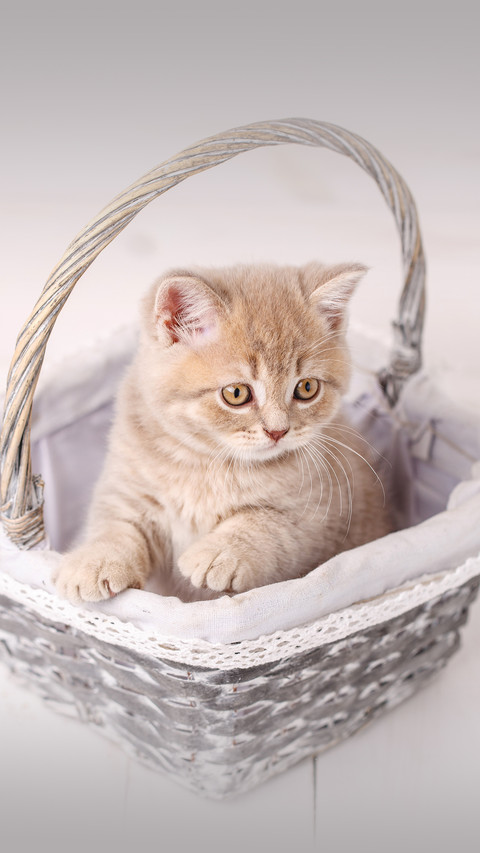 Cold knowledge about cats 8 preview
