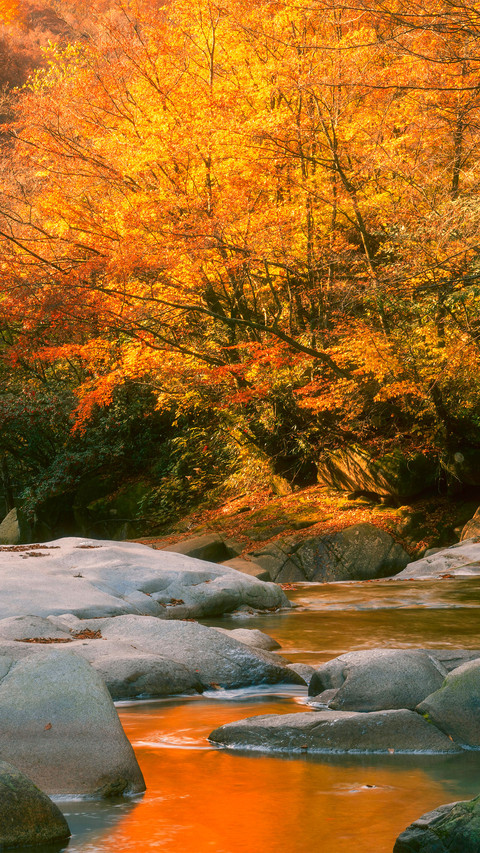 The red leaves on guangwu mountain preview