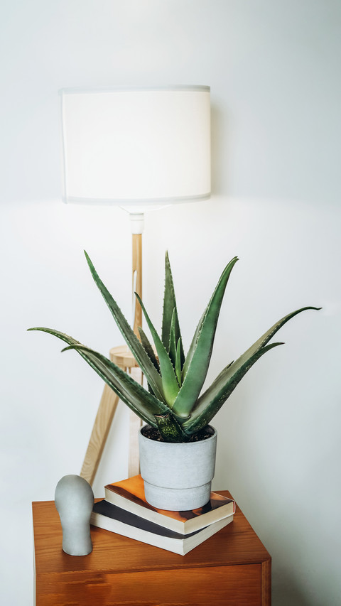 The most suitable green plant for lazy people preview