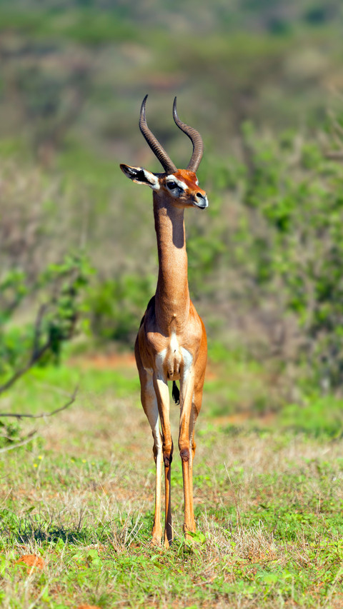 Animal preview