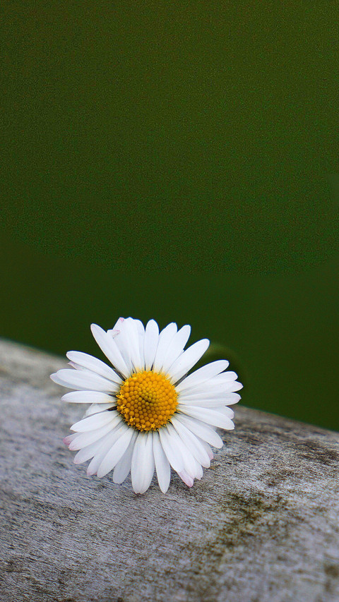 Blooming Flowers preview