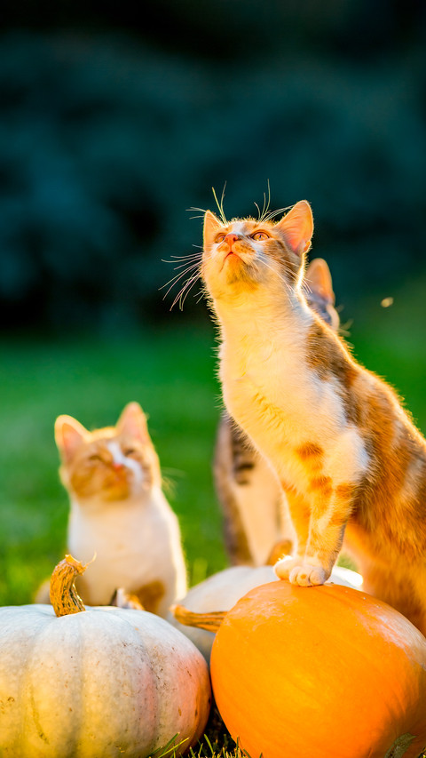 Cute siblings kittens play and sit around pumpkins on grass preview